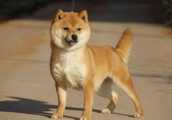 狗狗一直做拉大便的姿勢