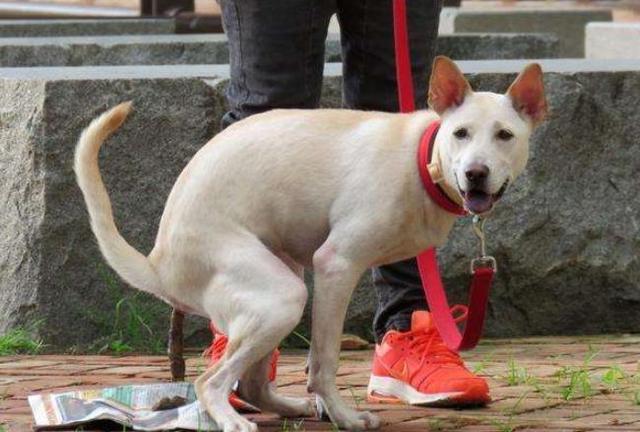 狗狗拿你當盆友，才會容許碰它這五個東西，大伙兒記牢了沒有？