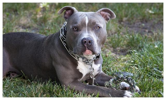 海外普遍的7種禁養犬，這種狗狗兇狠且不容易訓煉