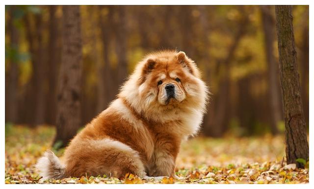 海外普遍的7種禁養犬，這種狗狗兇狠且不容易訓煉