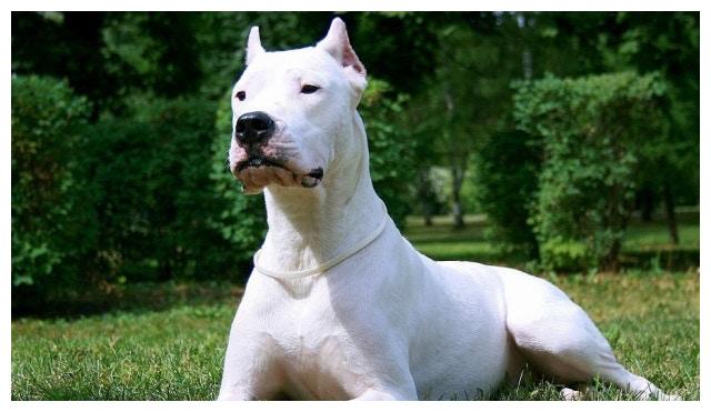 海外普遍的7種禁養犬，這種狗狗兇狠且不容易訓煉