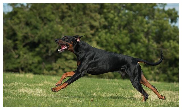 海外普遍的7種禁養犬，這種狗狗兇狠且不容易訓煉
