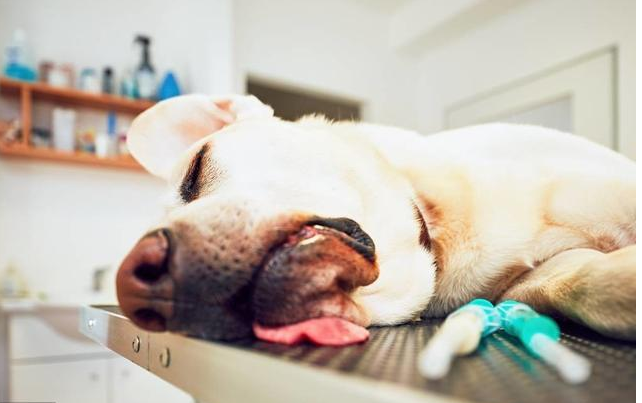出現這種癥狀，表明狗狗有“狂犬病”！主人家要小心了