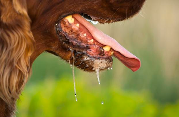 出現這種癥狀，表明狗狗有“狂犬病”！主人家要小心了
