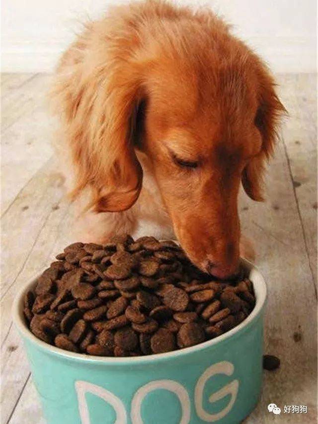 狗狗 狗糧推薦