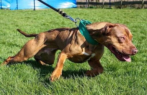 猛犬戰斗力排名，世界十大猛犬排行榜