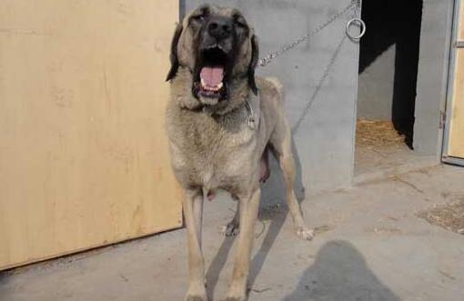 猛犬戰斗力排名，世界十大猛犬排行榜