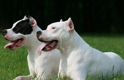 猛犬戰斗力排名，世界十大猛犬排行榜