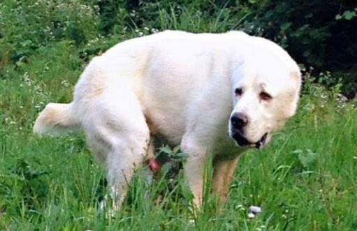 猛犬戰斗力排名，世界十大猛犬排行榜