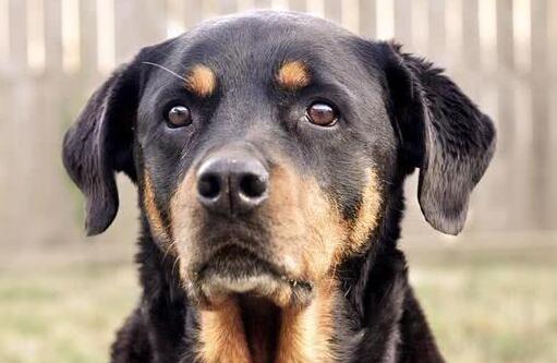 猛犬戰斗力排名，世界十大猛犬排行榜