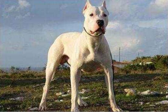 護衛犬有哪些品種？世界十大護衛犬排行榜