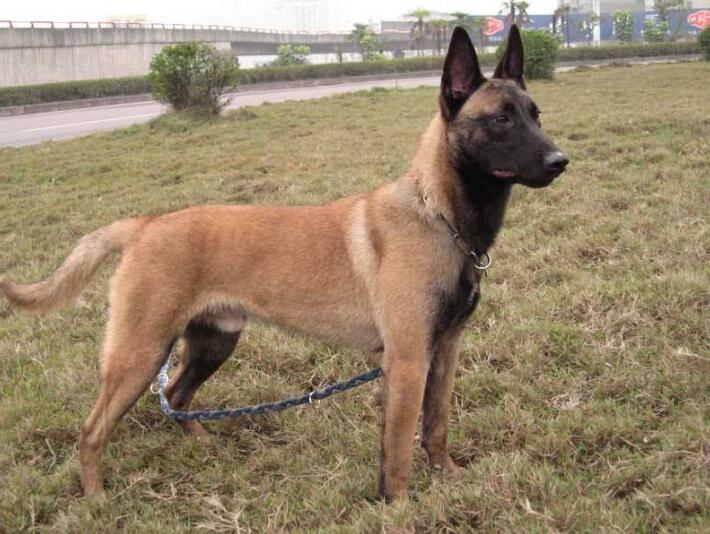 護衛犬有哪些品種？世界十大護衛犬排行榜