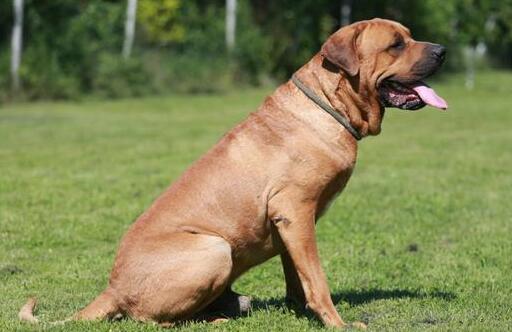 猛犬戰斗力排名，世界十大猛犬排行榜