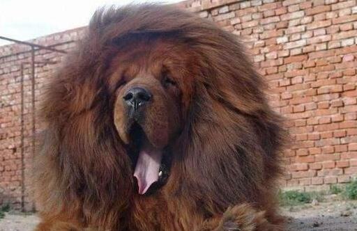 猛犬戰斗力排名，世界十大猛犬排行榜