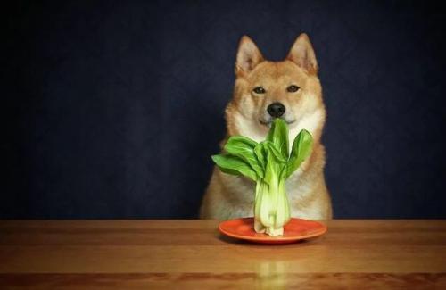 狗狗大便一顆一顆有點硬