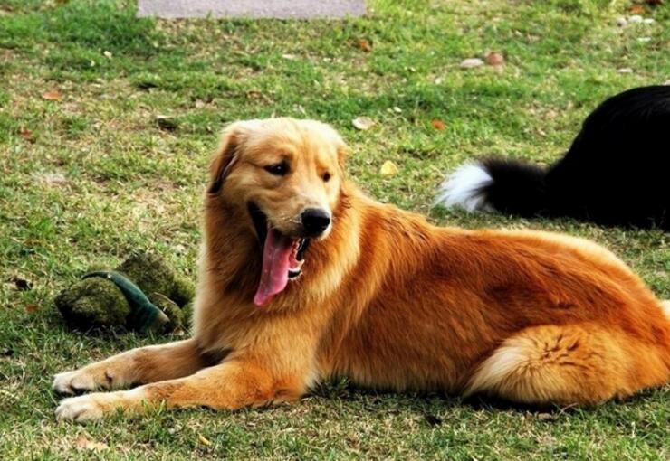 工作犬品種有哪些，世界工作犬排行榜