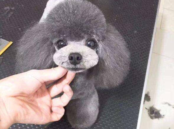 灰色泰迪犬多少錢一只？了解價格謹防上當