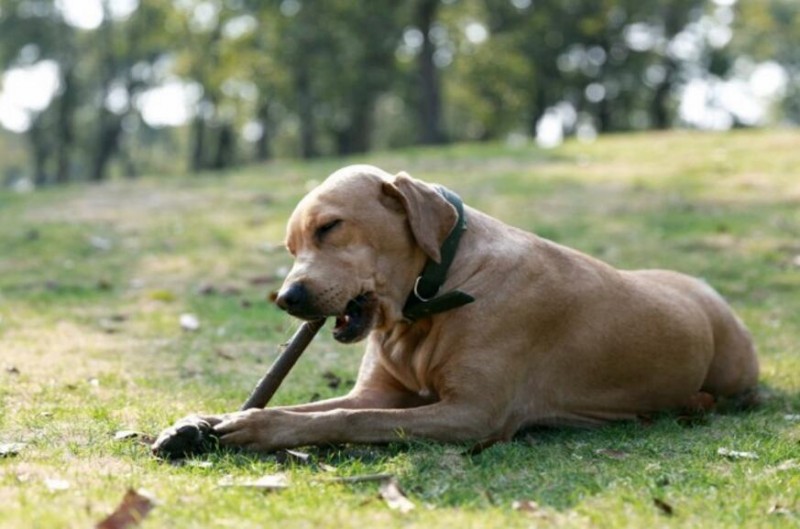 軍犬都有哪些品種，世界6大軍犬排名