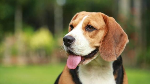 比格犬的訓煉常見問題