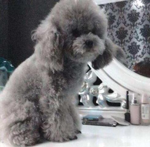 灰色泰迪犬多少錢一只？了解價格謹防上當