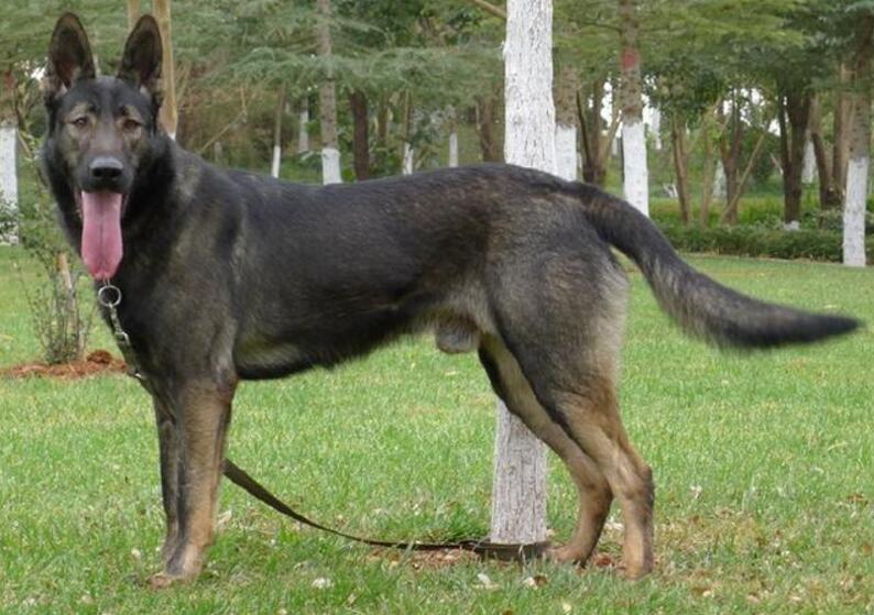 軍犬都有哪些品種，世界6大軍犬排名