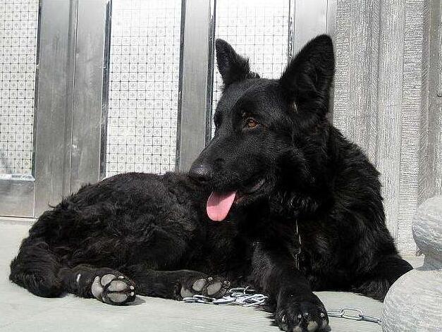 軍犬都有哪些品種，世界6大軍犬排名