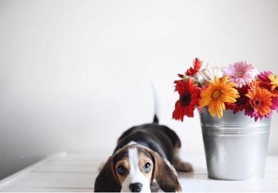 比格犬的訓煉常見問題