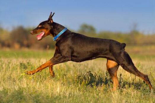 工作犬品種有哪些，世界工作犬排行榜