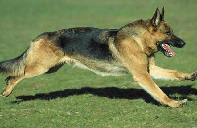 軍犬都有哪些品種，世界6大軍犬排名