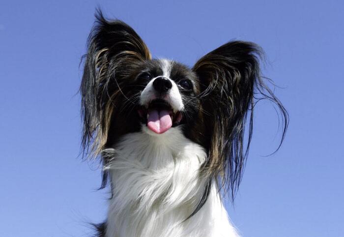 工作犬品種有哪些，世界工作犬排行榜