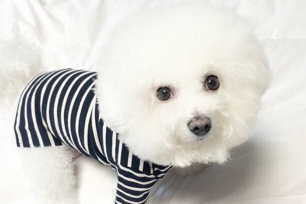 吉娃娃與比熊的差別在哪兒？為何大量的人喜愛養比熊？