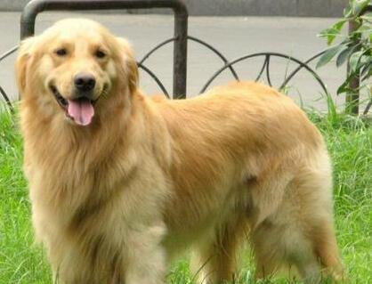 飼養金毛犬時，記牢這“五不必”，對它有挺大協助！