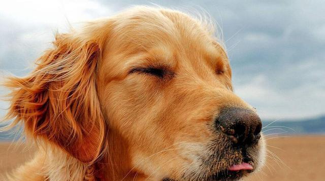 飼養金毛犬時，記牢這“五不必”，對它有挺大協助！