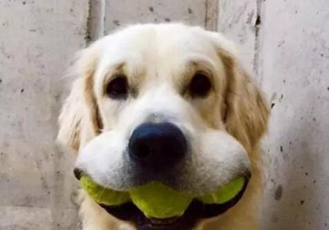 飼養金毛犬時，記牢這“五不必”，對它有挺大協助！