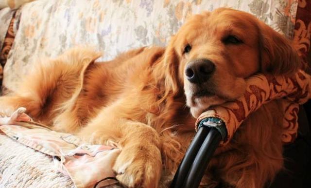 飼養金毛犬時，記牢這“五不必”，對它有挺大協助！
