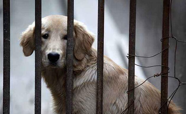 飼養金毛犬時，記牢這“五不必”，對它有挺大協助！