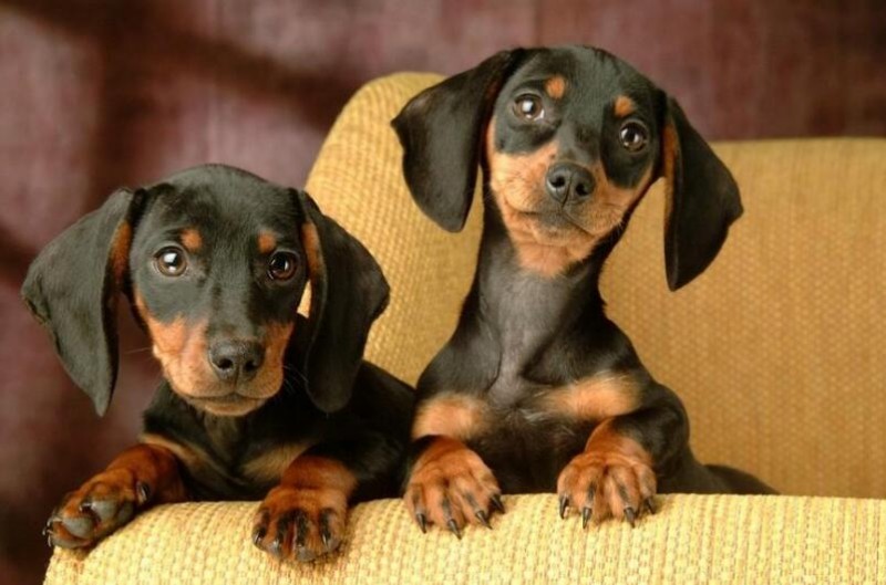 臘腸犬幼犬價格