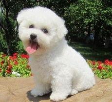 比熊幼犬怎么才能認住主人？這幾個方面是重要，訓犬師如是說