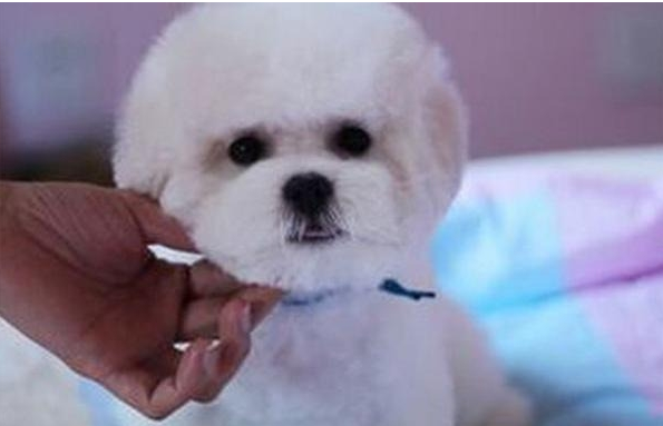 比熊幼犬怎么才能認住主人？這幾個方面是重要，訓犬師如是說