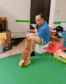 狗狗喜愛討吃該怎么辦？7招教你處理狗狗討吃的問題