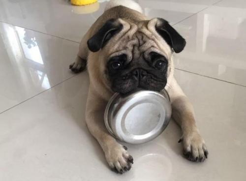 狗狗吃飯太快，非常容易出難題，六個方式 讓它變得慢一點