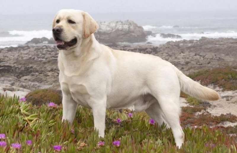 常見的伴侶犬有哪些？十大最佳家庭伴侶犬排名