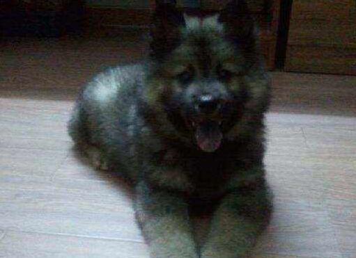中國福犬多少錢一只？中國福犬的特征