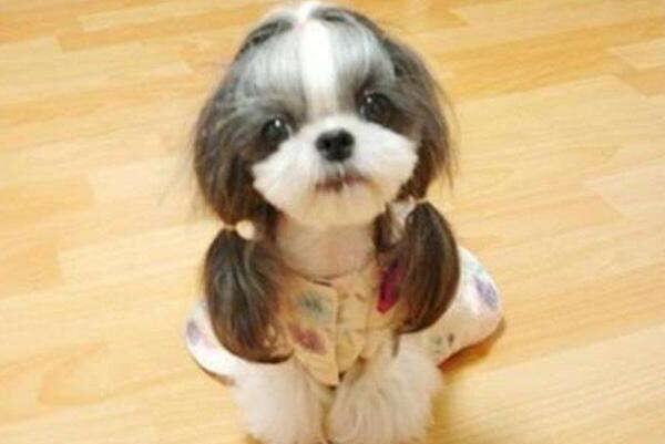 小型犬有哪些品種？適合家養的6種小型犬排名