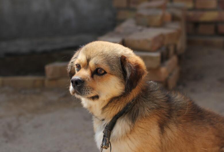常見的伴侶犬有哪些？十大最佳家庭伴侶犬排名