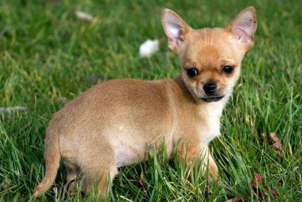 小型犬有哪些品種？適合家養的6種小型犬排名
