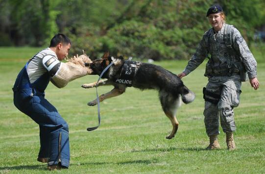 軍犬和警犬的區別，軍犬和警犬的3大不同點