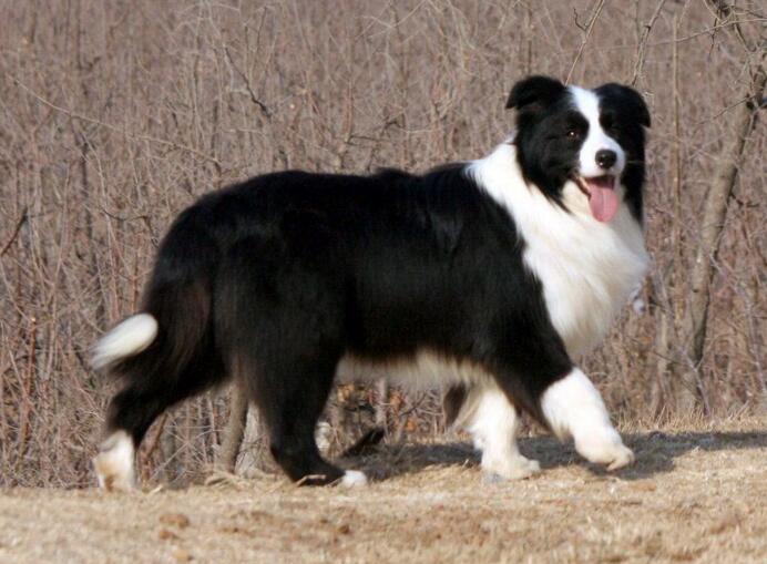 常見的伴侶犬有哪些？十大最佳家庭伴侶犬排名