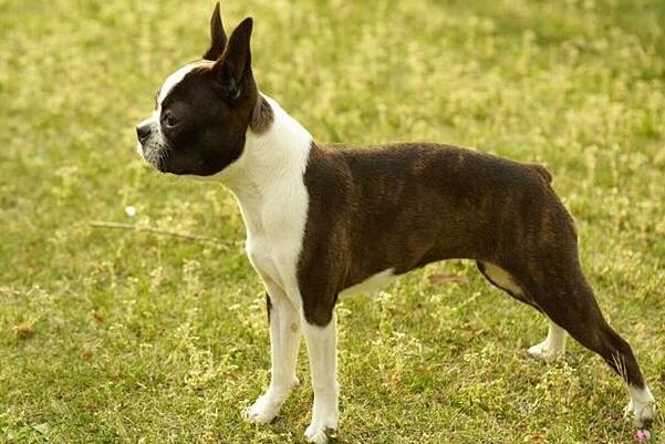 小型犬有哪些品種？適合家養的6種小型犬排名