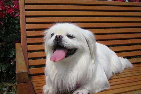 小型犬有哪些品種？適合家養的6種小型犬排名